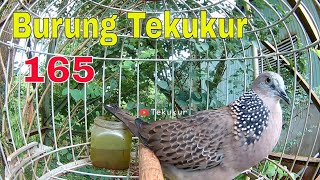 Suara Tekukur Tarik Akar (Si Takur) BL Pasti Merapat/ burung tekukur tarik akar #165