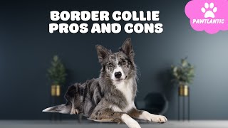Border Collie The Pros & Cons of Owning One | Dog Facts