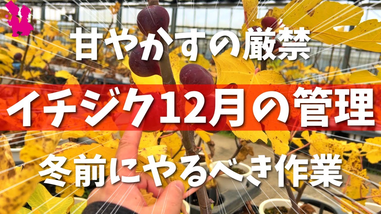 【過保護❌】イチジク12月の作業と管理を園芸農家が教えます！
