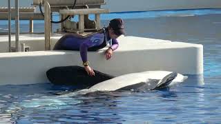 シャチ】気持ちよさそうにしておりました【須磨シーワールド2025オルカ