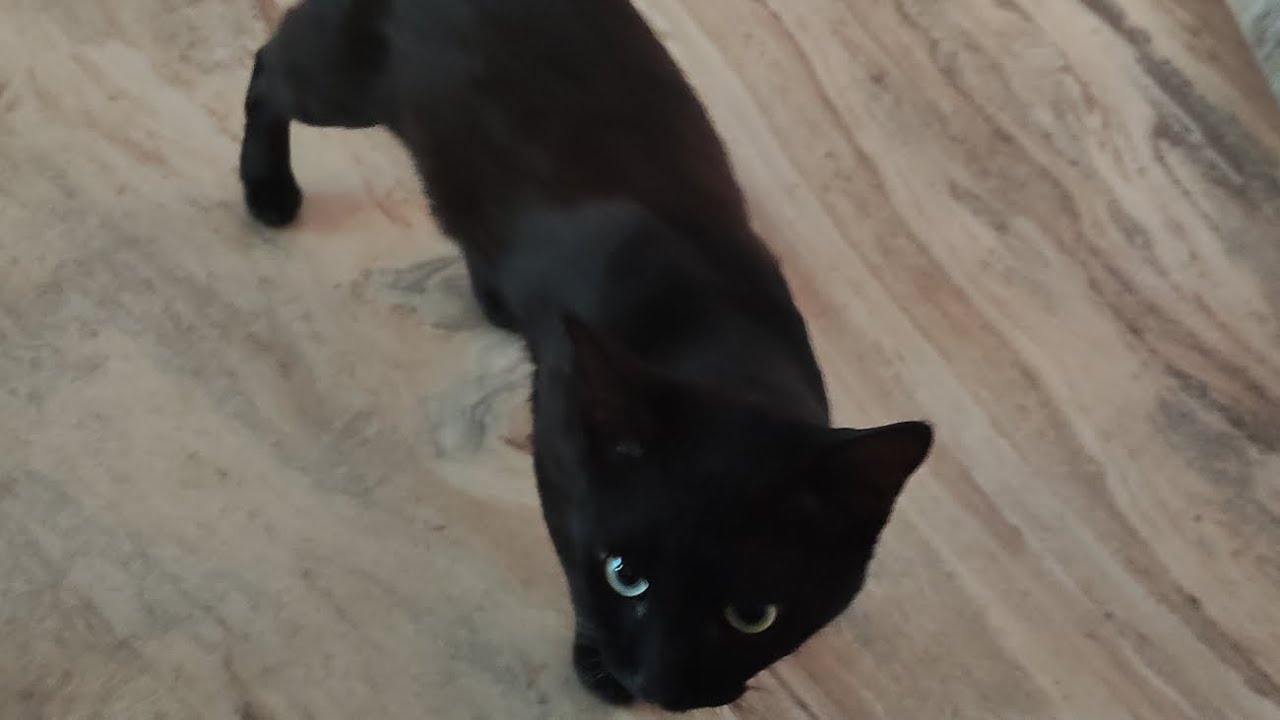 Manu, Goan black cat visit my house - YouTube