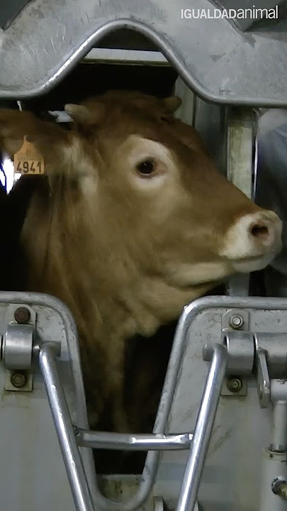 🚨¿Qué está pasando en los MATADEROS ESPAÑOLES? | DERECHOS ANIMALES