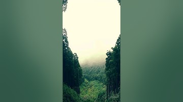 سورة التين ( القارئ وديع اليمنى )