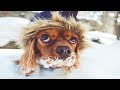 Funniest Dogs In Snow Videos 🤣 (Part 2) [Funny Pets]