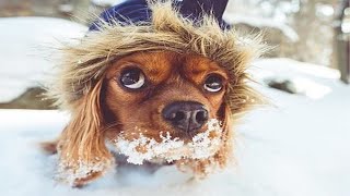 Funniest Dogs In Snow Videos 🤣 (Part 2) [Funny Pets]