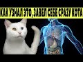 КАК КОШКИ СПАСАЮТ ЛЮДЕЙ ОТ БЕД !