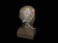 Design Video: Adult Head (Hematoma) for X-Ray CT, US, MRI