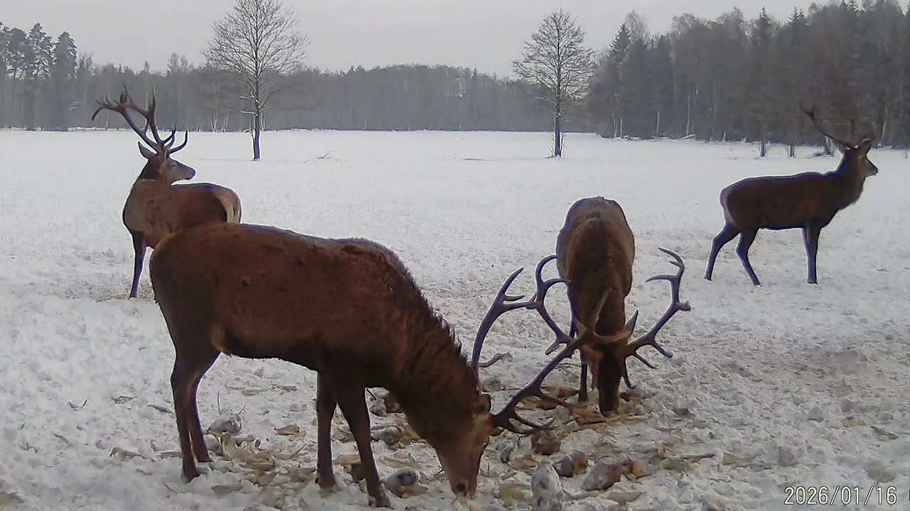 Jelenie Byki Podczas Mroźnej Zimy🥶🦌2026r Piękne Byki Na Karmowisku.
