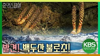 백두산에서 불로초를 발견하다! [다큐공감백두산의 봄, 원시의 생명을 만나다] / KBS 20150718 방송