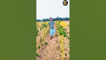 🌻🌻🌻🌻 #mehedi_hasan1800 #love #musicgenre #khulna #noai #banglasong #youtube #shorts #shortvideo