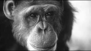 Washoe (chimpanzee) | Wikipedia audio article