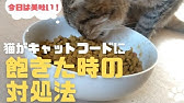 ペンタイプのインスリン 心の折れない犬に打つお勧めのインスリン Youtube ペンタイプのインスリン 心の折れない犬に打つお勧めのインスリン Youtube