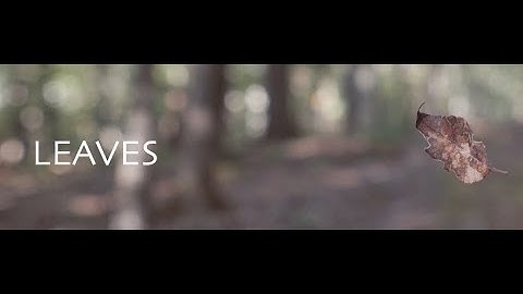 Leaves - A7Sii 4K+ Zhiyun Crane + Film Convert