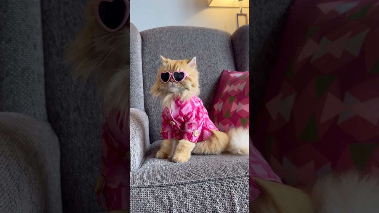 Facts about ginger cats 