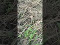 Petchay Herbicide
