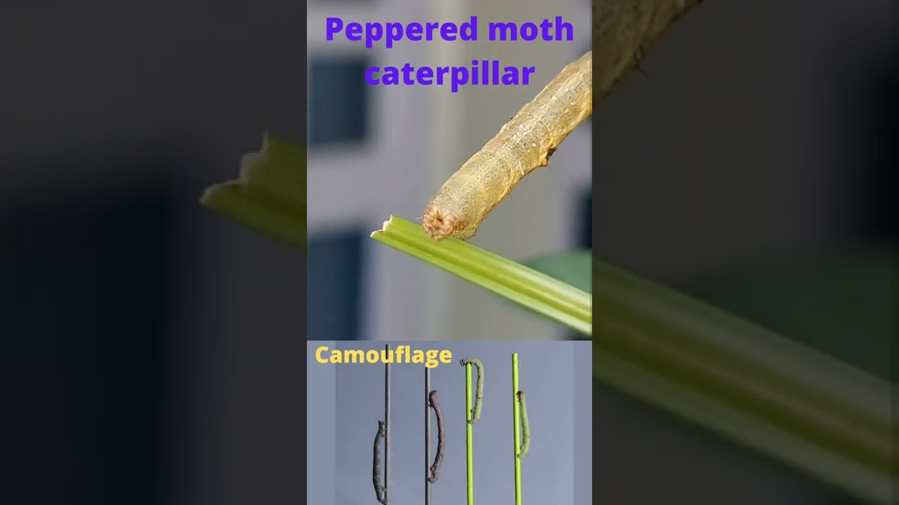 Peppered moth larva camouflage (Today spotted on rose plant)