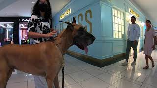 Cash 2.0 Great Dane visits an indoor shopping mall 10