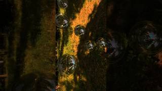 My 3D Bubbles Animation