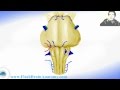 Midbrain Hindbrain And Medulla With Cranial Nerves