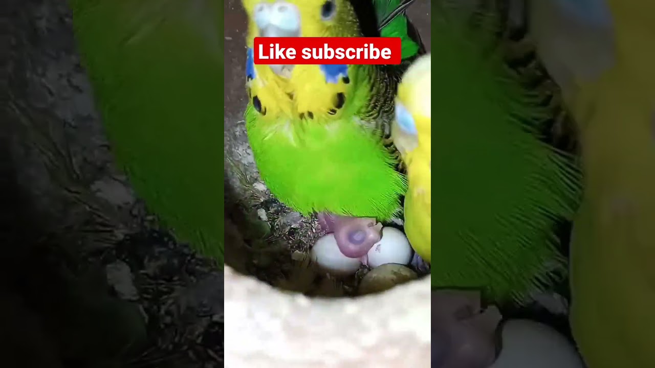 mother eating food baby