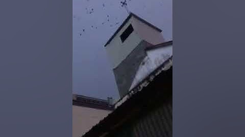 Swiftlet bird and Swiftlet house