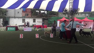 Dog show H