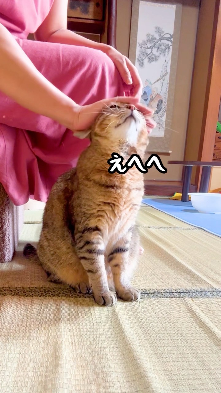 森の猫(他の方はご購入お控えください) This former stray cat never steps on his mother's feet