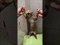 So tired to bath him #shorts #usa #usashorts #usatiktok
