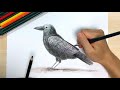 【カラス】ペン画と色鉛筆の絵の描き方簡単イラスト！