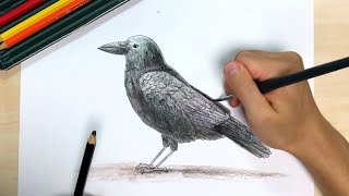 カラス ペン画と色鉛筆の絵の描き方簡単イラスト Youtube