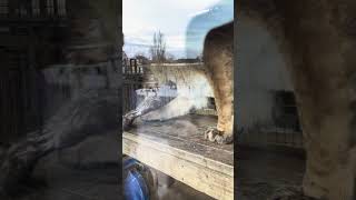 Lion Feeding Noahs Ark Zoo Farm