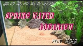 【Aquarium】spring water Aquarium　湧き水のある水槽総集編