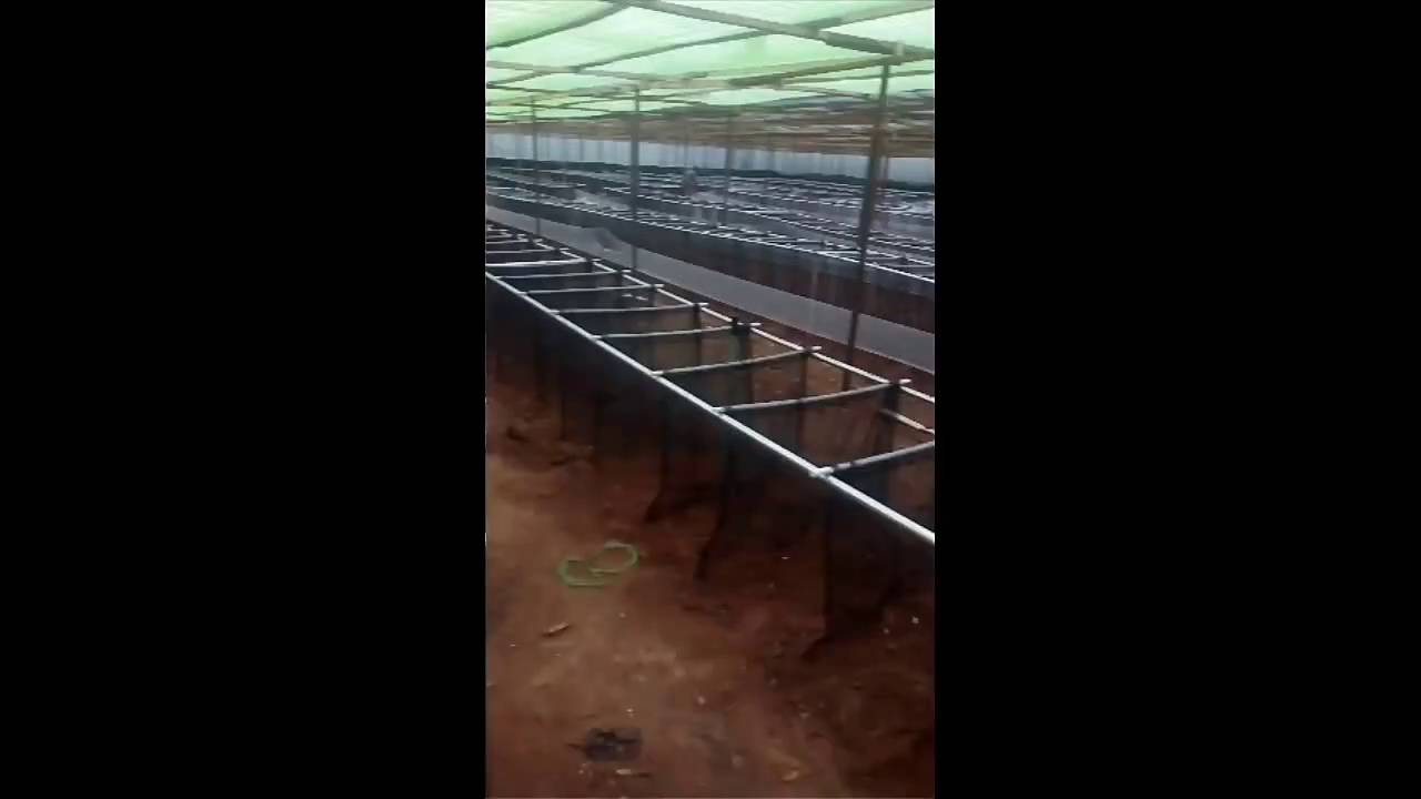 Snail farming in Nigeria, Africa.(farm set up) YouTube