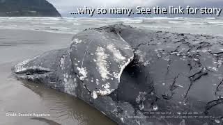 Yet Another Dead Whale on Oregon Coast - 6th in NW Since March