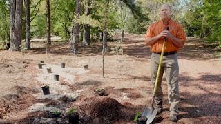 Alabama Smart Yards: Planting Woody Ornamentals