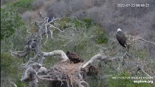 EXPLORE.org Fraser Point Nest: Lilibet, Cruz and Andor at home. 22 Jul 2022