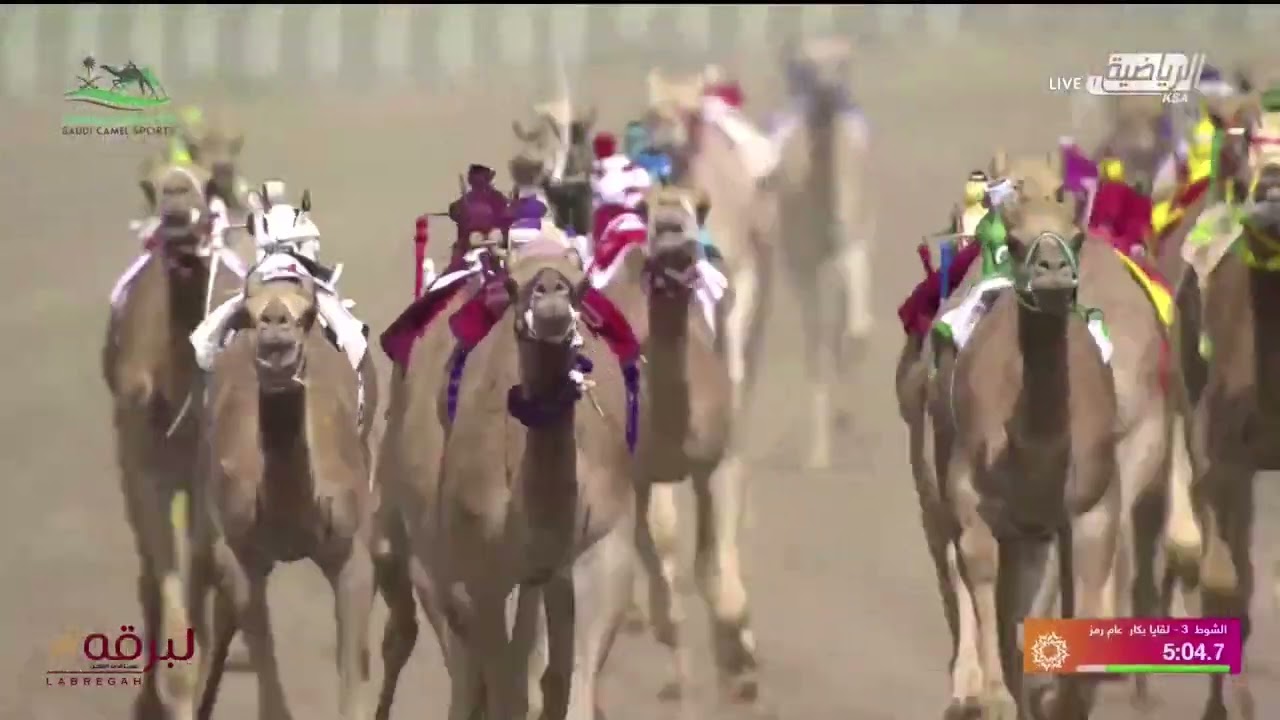 ش3 الجليلة لـ عايض رفعان القحطاني (مهرجان سمو ولي عهد السعودية 5-9-2024م) كأس اللقايا بكار 6:16:17