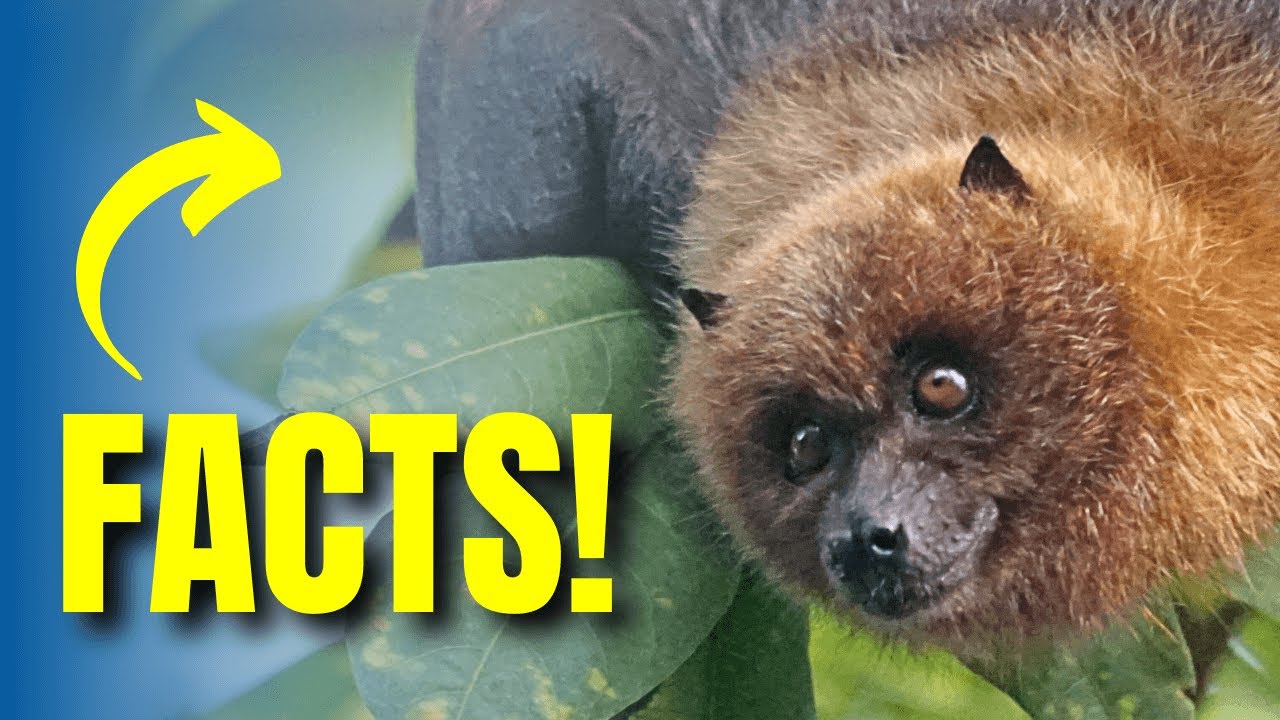 Get Ready to Have Your Mind Blown by These Bat Facts YouTube