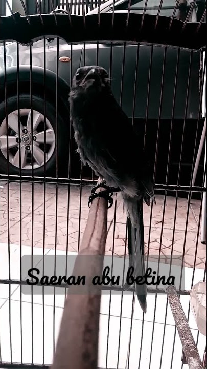suara saeran abu betina