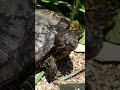 お庭で暮らすカメちゃん #暮らし #かめ #turtle