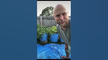 How to harvest potatoes in a container