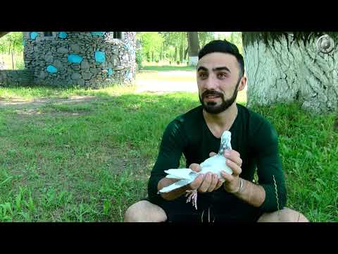 პირველი მსოფლიო ომის მთავარი ფოსტალიონები