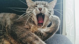Cats CrazyFunny Cat Videos 2021 | Best funy4