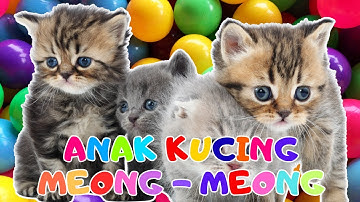 ANAK KUCING MEONG MEONG - kucing lucu banget bikin ngakak KUCING PERSIA LUCU #kucinglucu