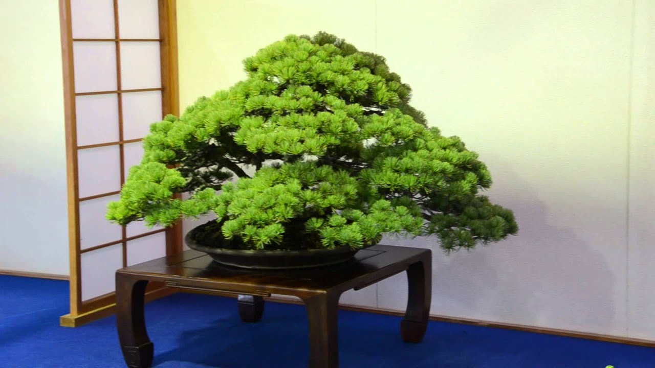 Bonsai Show Japan YouTube