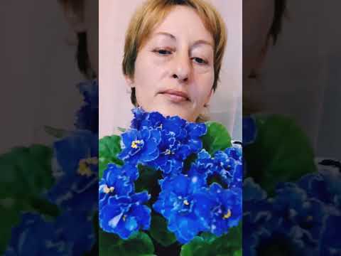 Мои любимые фиалки