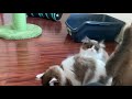 RagaMuffin Kittens-Galaxy 12.5wks-Imperial Rags の動画、YouTube動画。