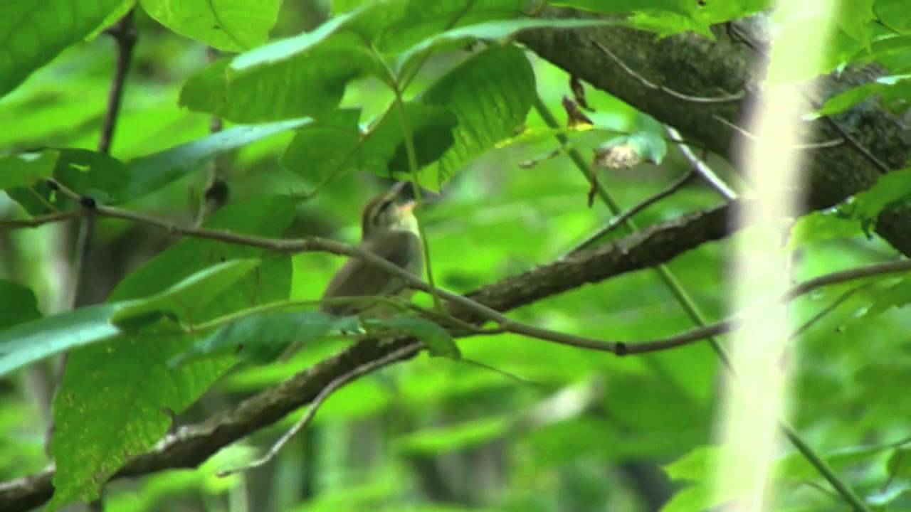 Swainson's Warbler 
