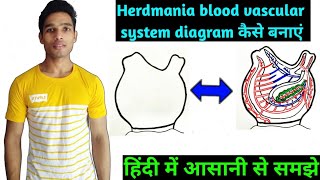 How to draw diagram blood vascular system of herdmania B.Sc 2 year zoology