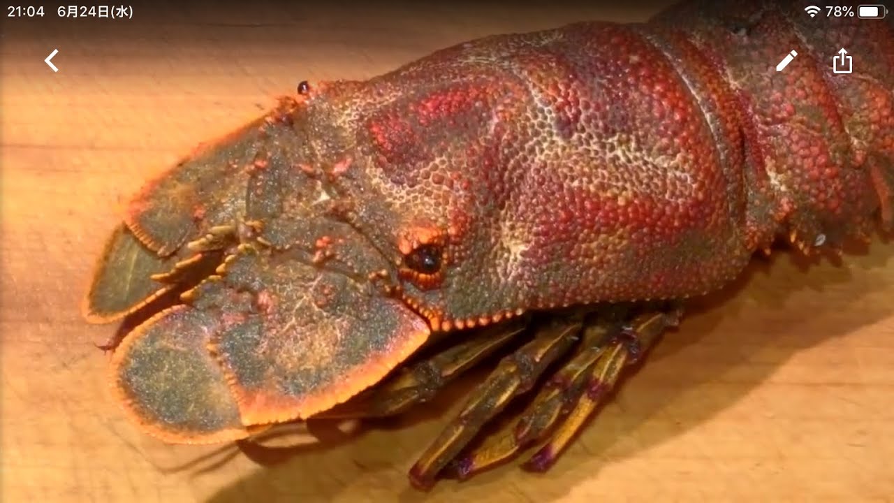 セミエビ 蝉海老 の刺身 大和の 和の料理 刺身 Youtube